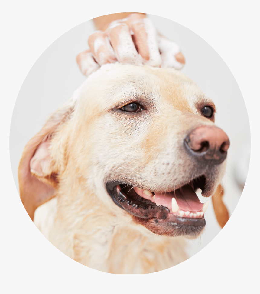 dog grooming png