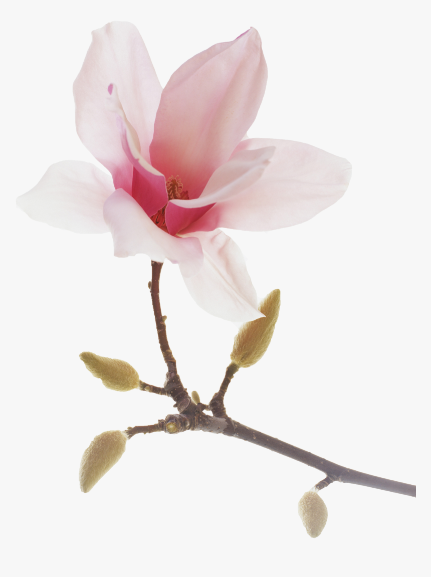 Transparent Lotus Flowers Png - Png Transparent Magnolia Png, Png Download