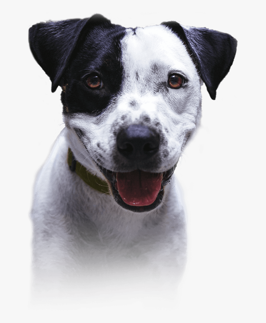 Dalmatian, HD Png Download