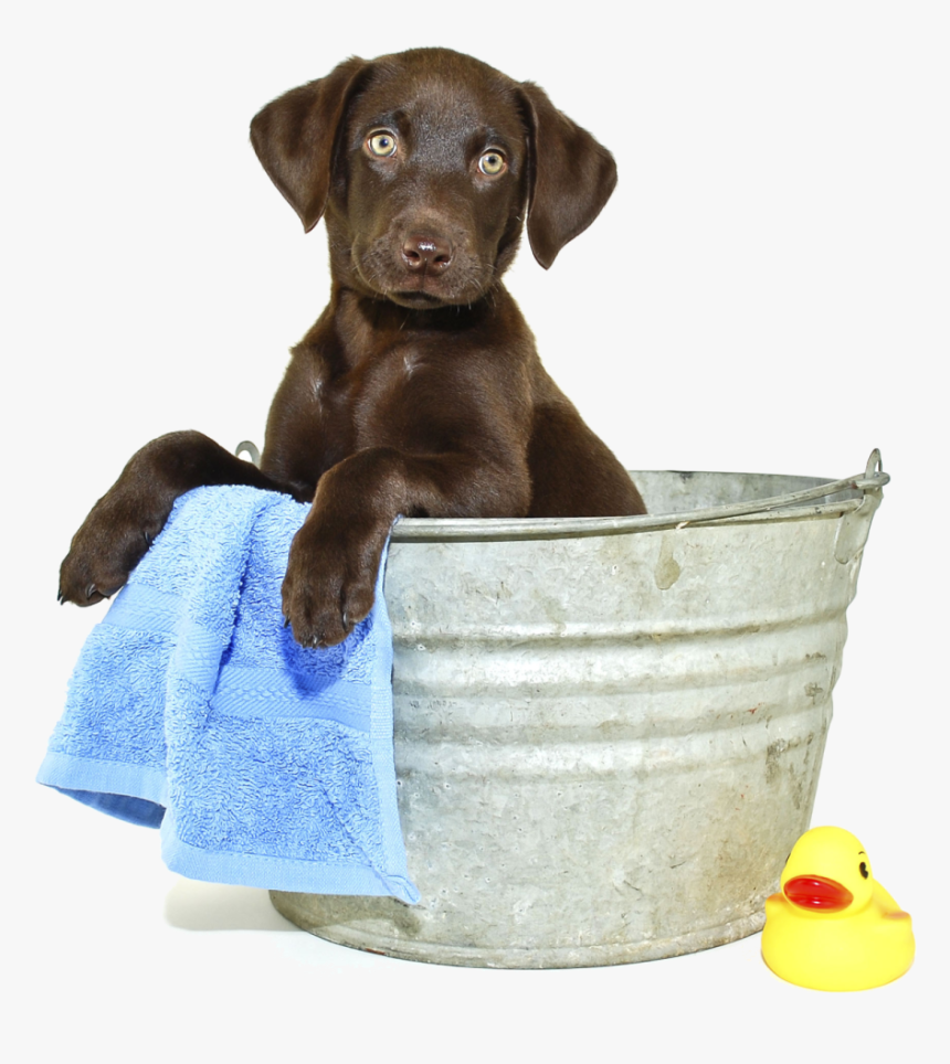 All Grooming Appointments Include - Puppies Getting A Bath, HD Png Download