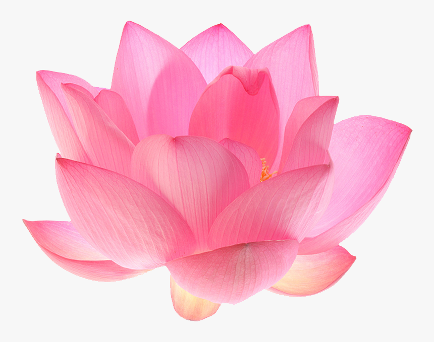 Indian Sacred Nelumbo Nucifera - Pink Lotus Flower Png, Transparent Png