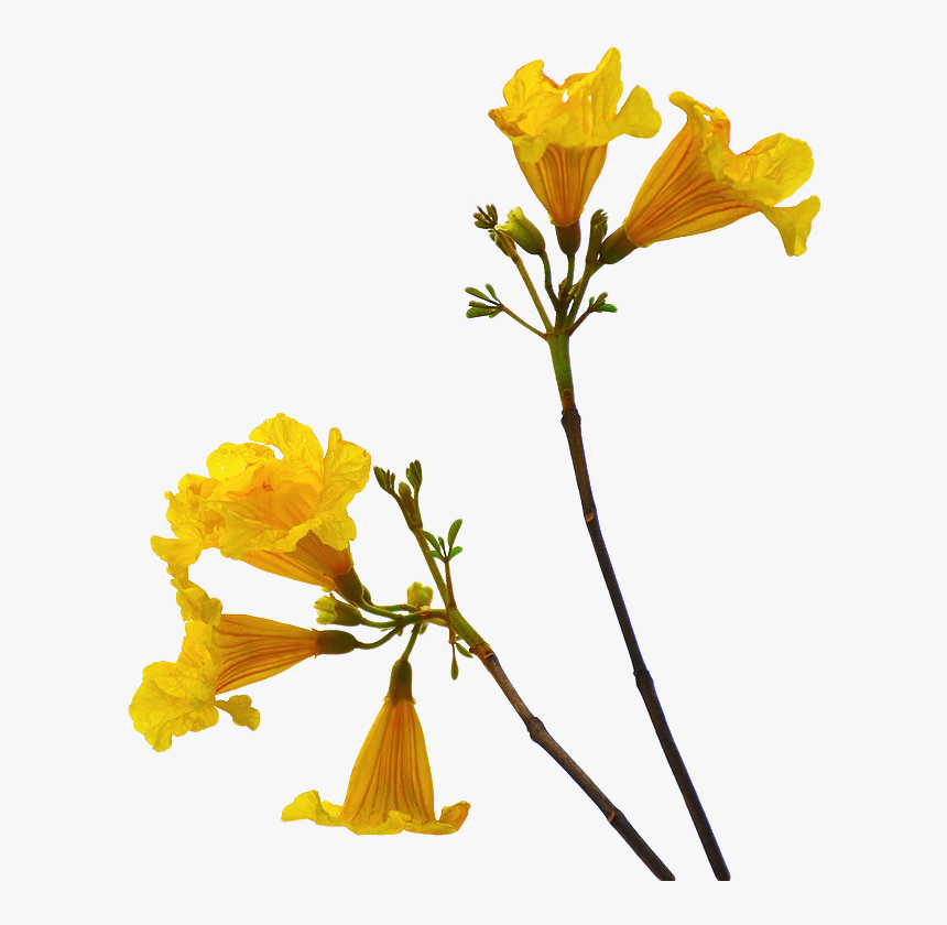 Flowers With Stem Png, Transparent Png