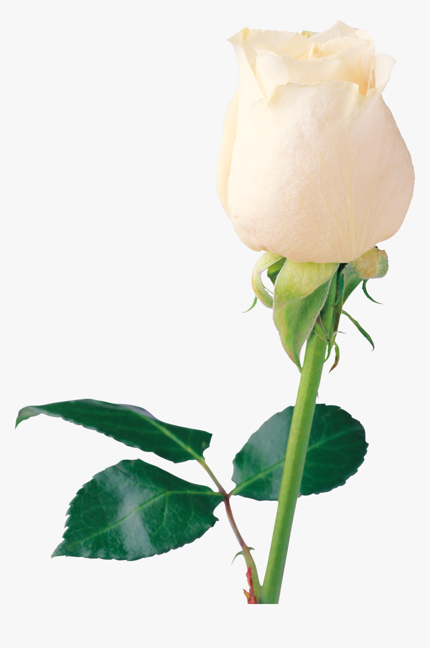 White Rose Png Image, Flower White Rose Png Picture - Single White Rose Png, Transparent Png