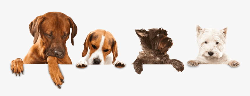 Dog Washing Png, Transparent Png