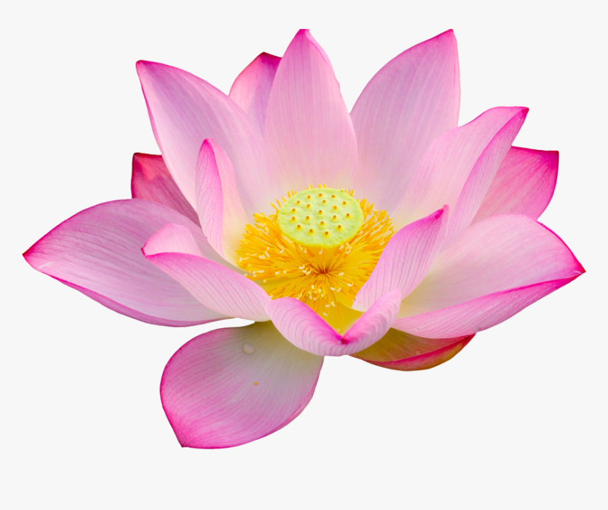Lotus/lotus Bloem Joy - Lotus Flower Png, Transparent Png
