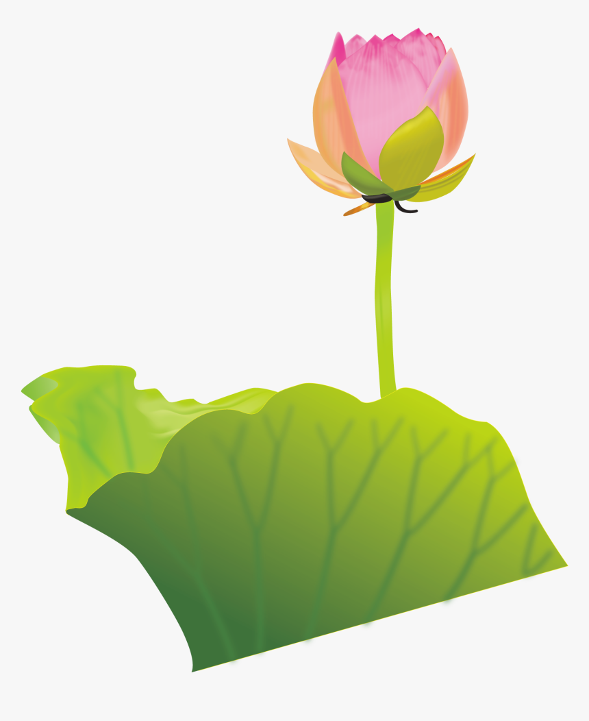 Lotus Clipart Australian Flower - Clip Art, HD Png Download