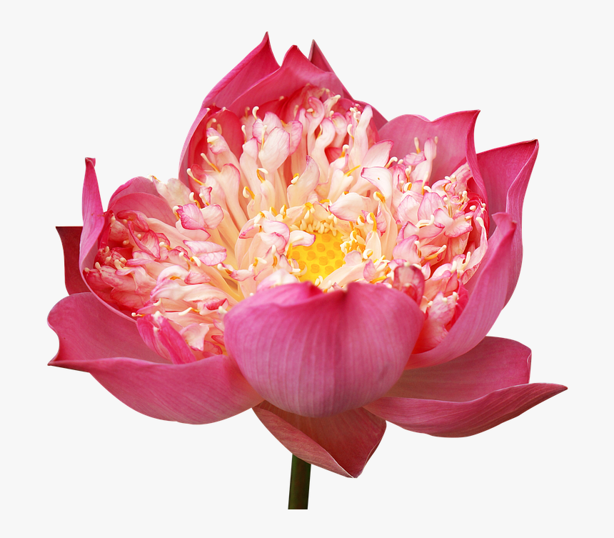 Lotus Flowers, Decorate, Pink Lotus, Many Wings - ดอกบัว Png, Transparent Png
