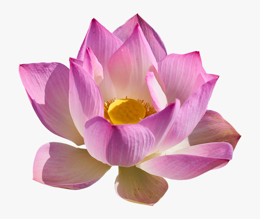 Lotus Flower Png - Sacred Lotus, Transparent Png
