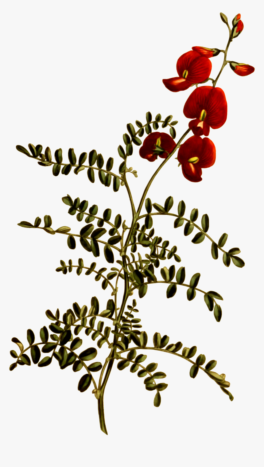 Free Download Small Flowers Clipart Flower Swainsona, HD Png Download