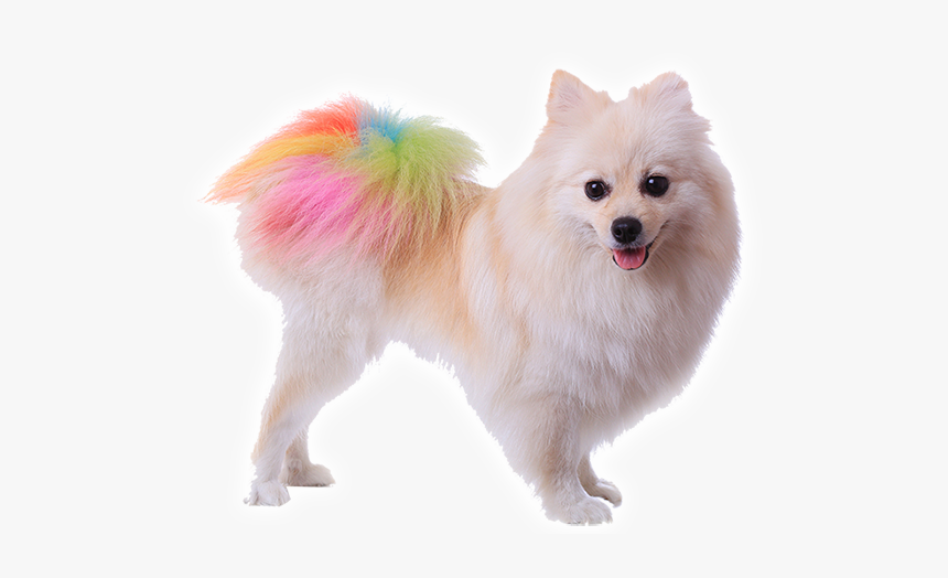 Pomeranian Dog Tail, HD Png Download