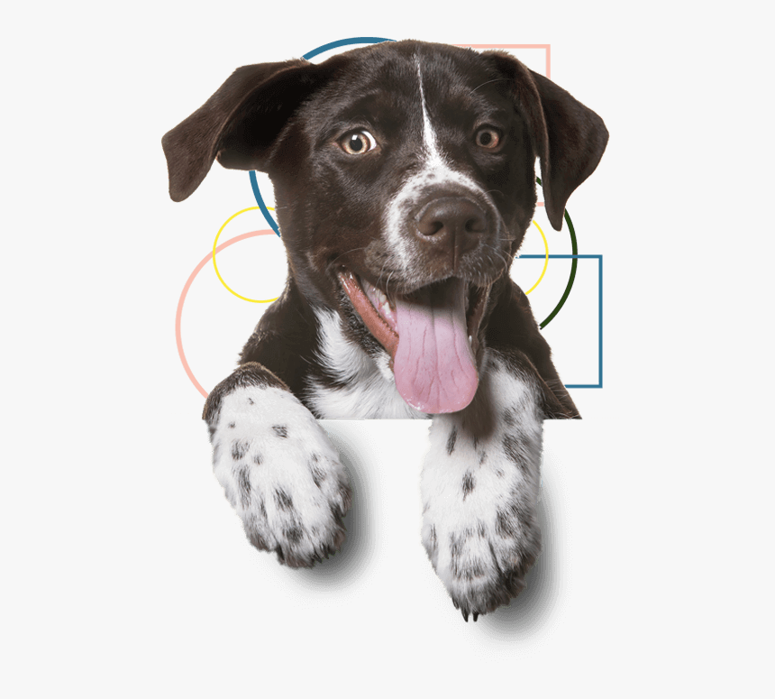 Dog Getting Groomed - Dog Png Transparent, Png Download