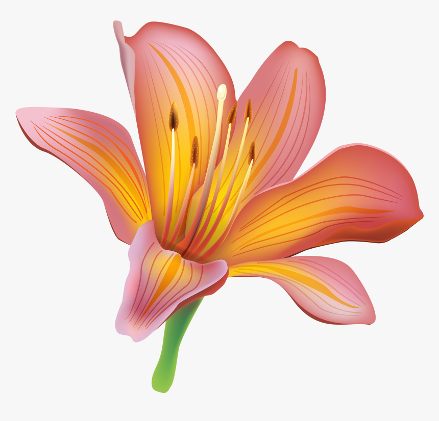 Lily Clipart, HD Png Download