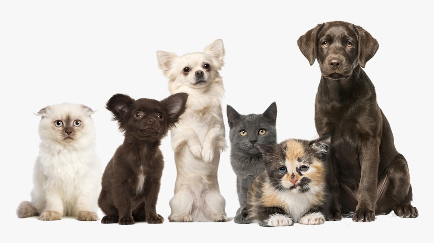 Labrador Retriever, HD Png Download