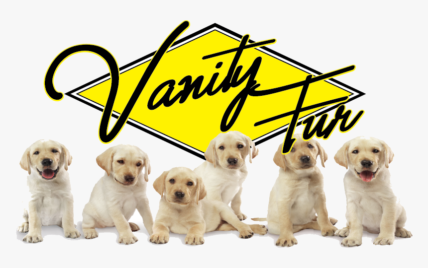 Picture - Perros Bebes Png, Transparent Png