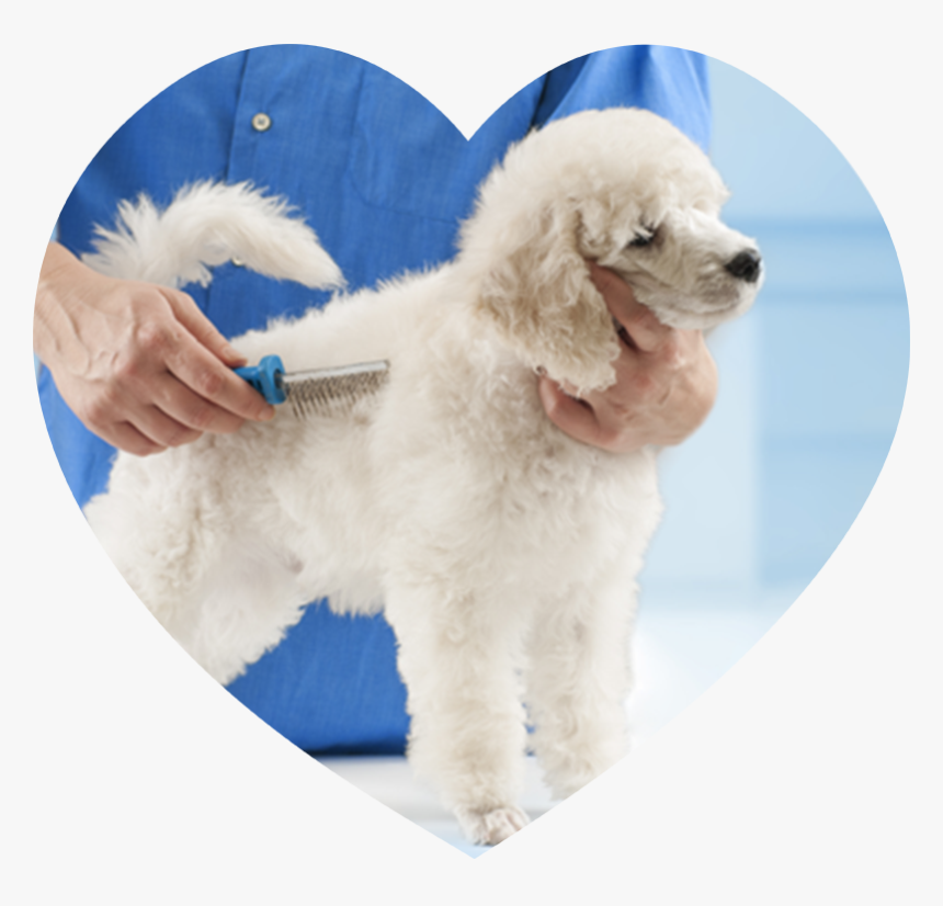 Poodle Grooming At The Salon For Dogs - Brush For Poodle Dogs, HD Png Download