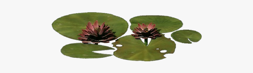 3d Flowers - Lotus Flower - Acca Software - Red Clover, HD Png Download