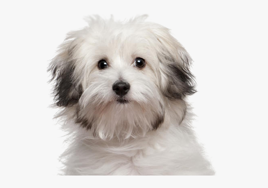 Full Grown Bolognese Dog, HD Png Download