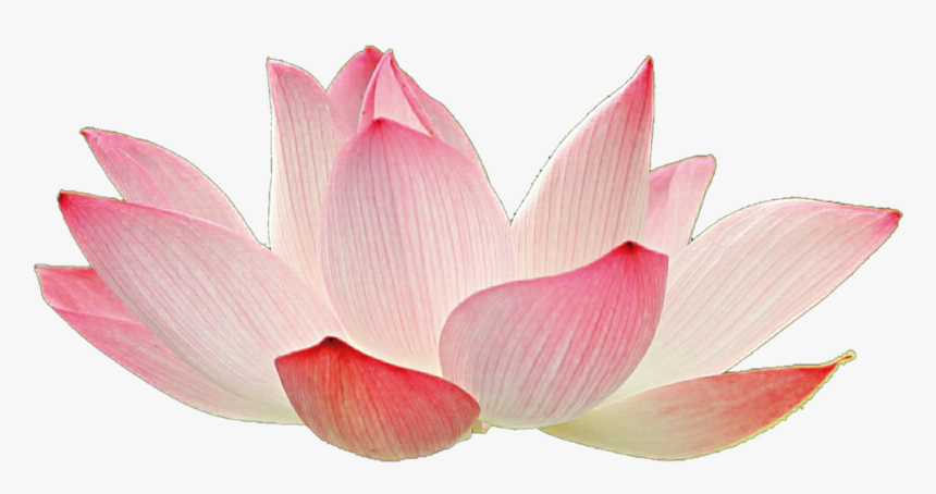 Pink Lotus Flower Png, Transparent Png