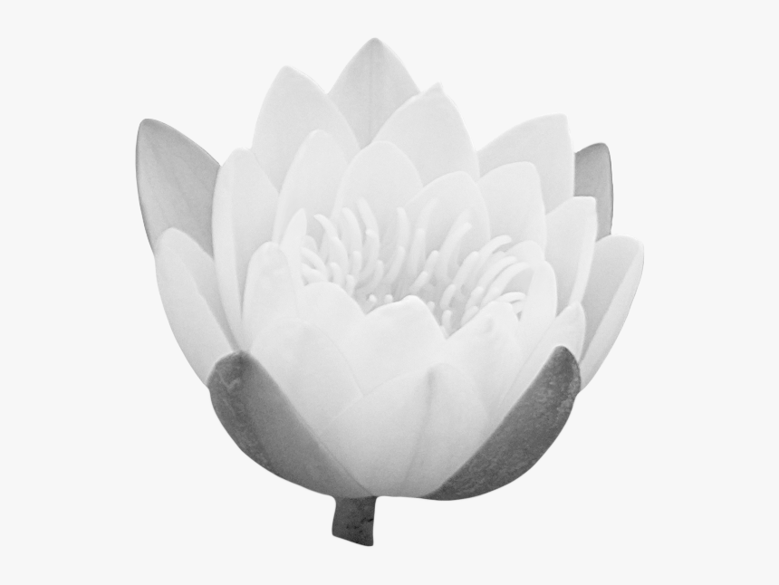 Lotus Bud Png - Portable Network Graphics, Transparent Png