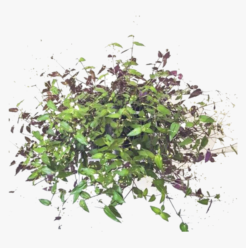 Bridal Veil Plant Indoor, HD Png Download