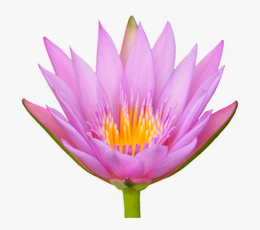 Lotus, Flower, Water Lily, Flora, Isolated, Transparent - Lotusblüte Png, Png Download
