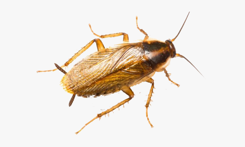 Roaches Png Photo - House Cockroach, Transparent Png