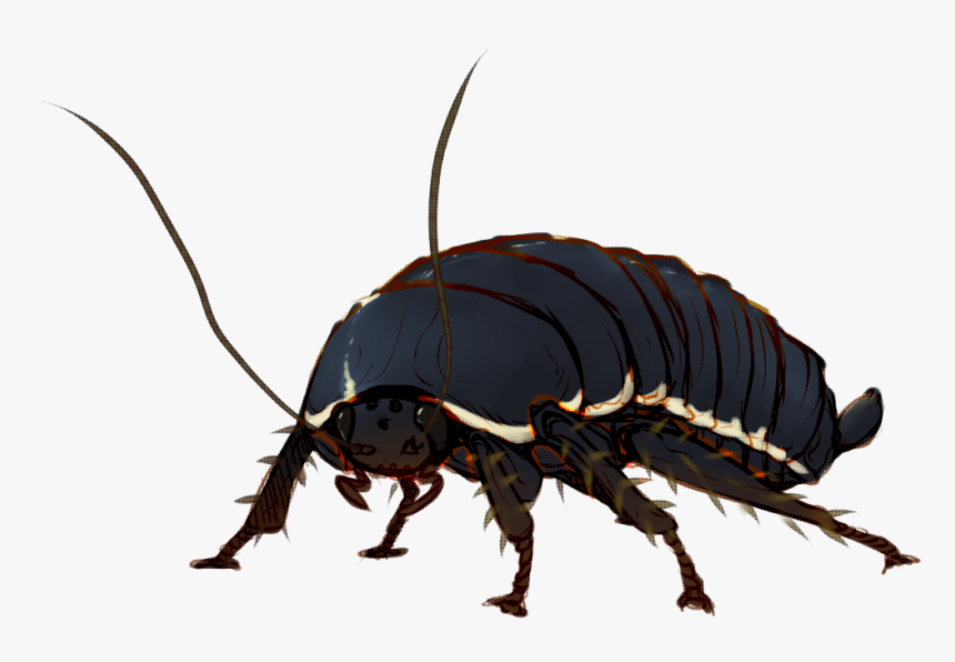 Longhorn Beetle, HD Png Download