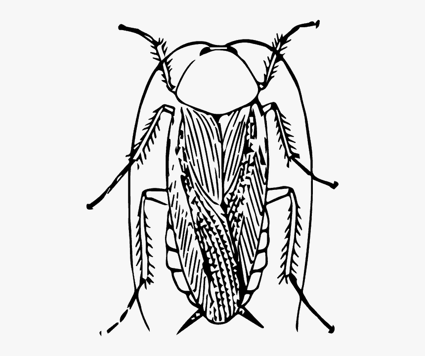 Cockroach Image Black And White, HD Png Download
