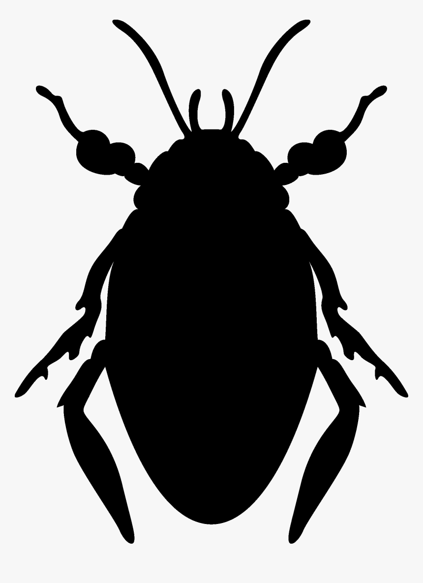 Beetle, HD Png Download