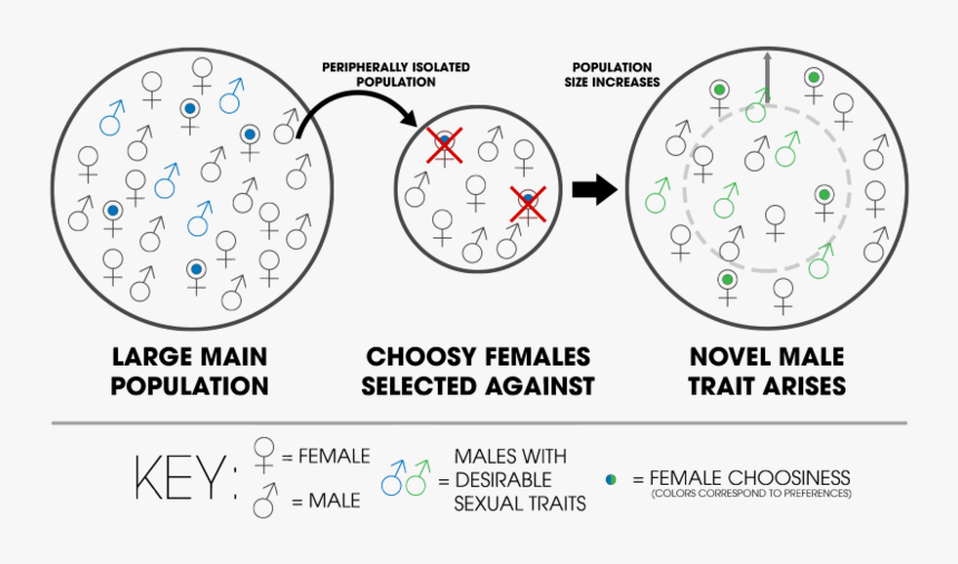 Kaneshiro Peripatric Speciation - Peripatric Speciation Example, HD Png Download