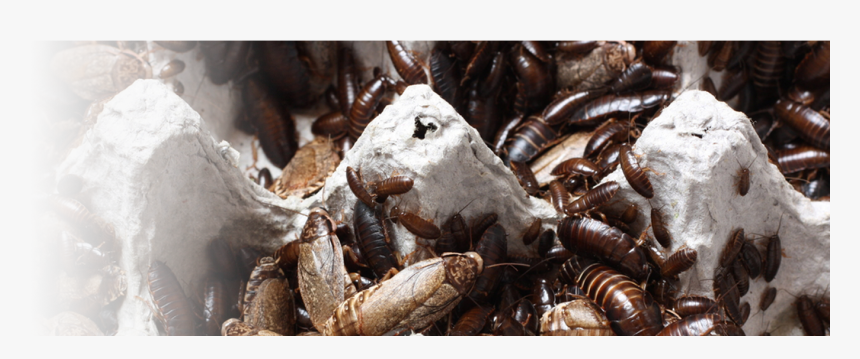Roaches Will Nibble At Books And Food Packages - Firebrat, HD Png Download