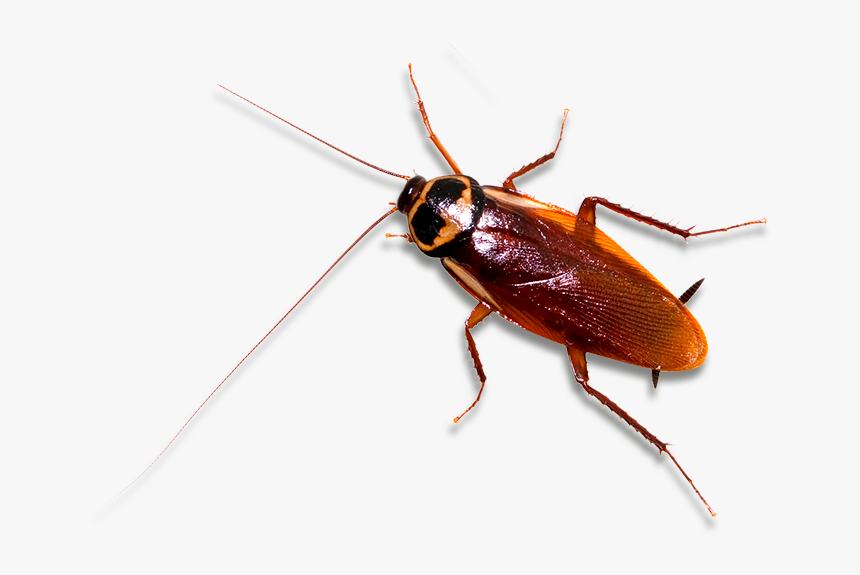 Roach Control Fort Mill Rock Hill Charlotte - German Cockroach Png, Transparent Png