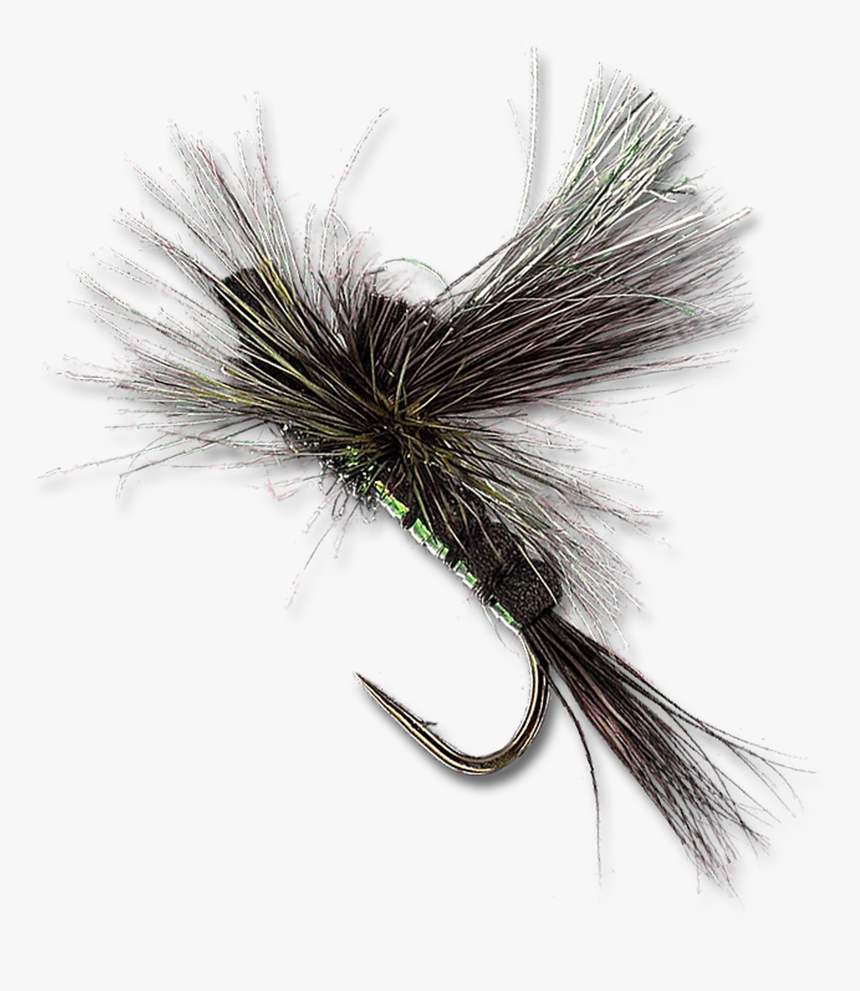 Green Drake - Pond Pine, HD Png Download