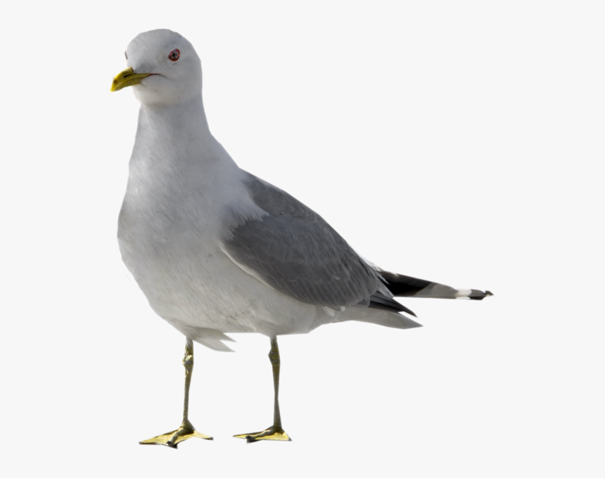 Seagull With No Background, HD Png Download