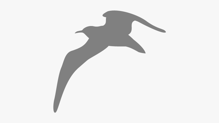 Seagull Animal Flying Bird Seagull - Seagul Png, Transparent Png