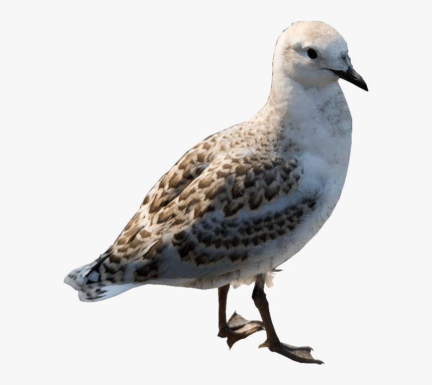 Black Bellied Plover, HD Png Download