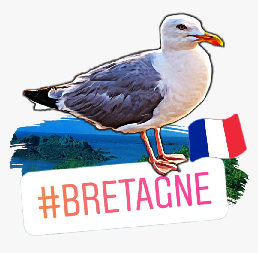 #seagull #gull #bretagne #mouette #scseagull #seagull - Great Black-backed Gull, HD Png Download