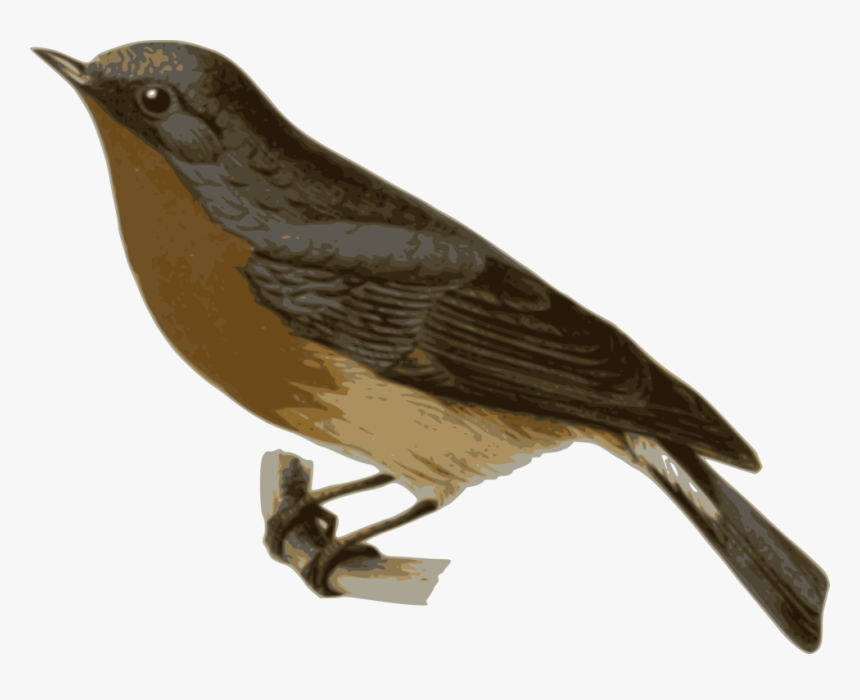 Perching Bird,cuculiformes,old World Flycatcher - Gray And Brown Bird, HD Png Download