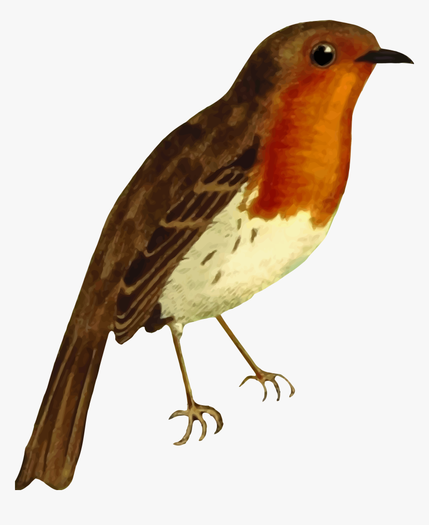 European Robin Isolated Big - Robin Red Breast Clipart, HD Png Download