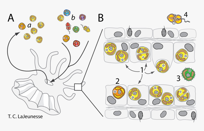 Symbiodinium Ecology - Symbiodinium Cyst, HD Png Download