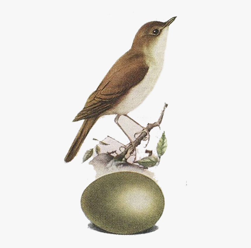 Nightingale, HD Png Download