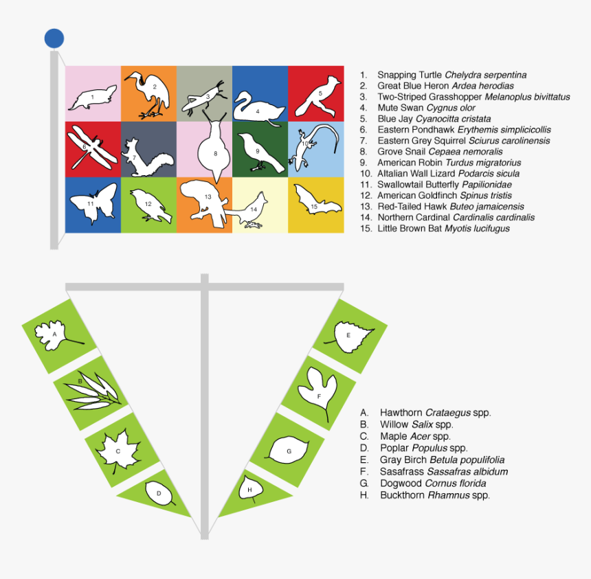 Colorkey - Animal, HD Png Download