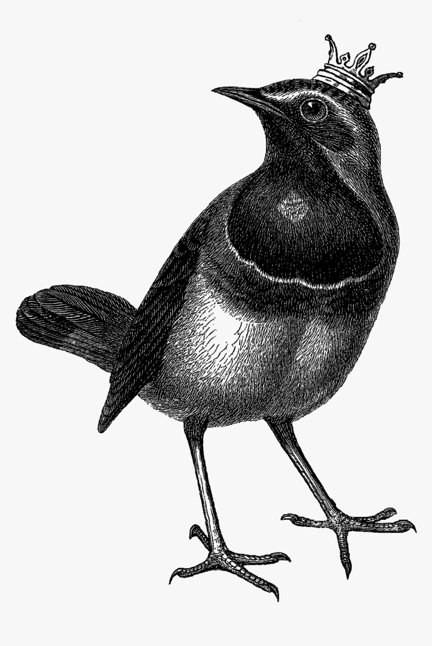 Dan Hillier Easy Drawing, HD Png Download
