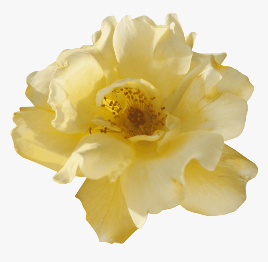 Lemon Drift® - Peony, HD Png Download