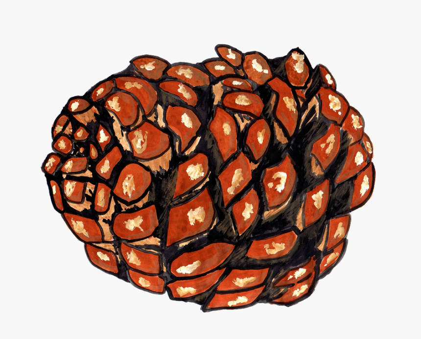 Pine Cones, Pine, Watercolor, Isolated, Handpainted - Illustration, HD Png Download