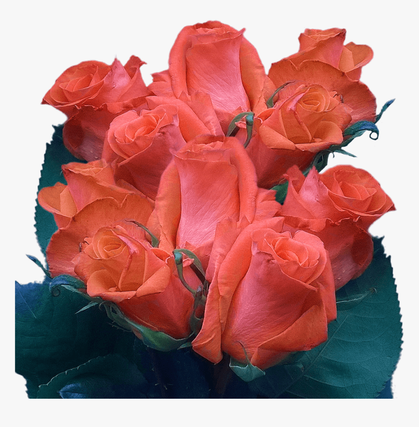 Garden Roses, HD Png Download