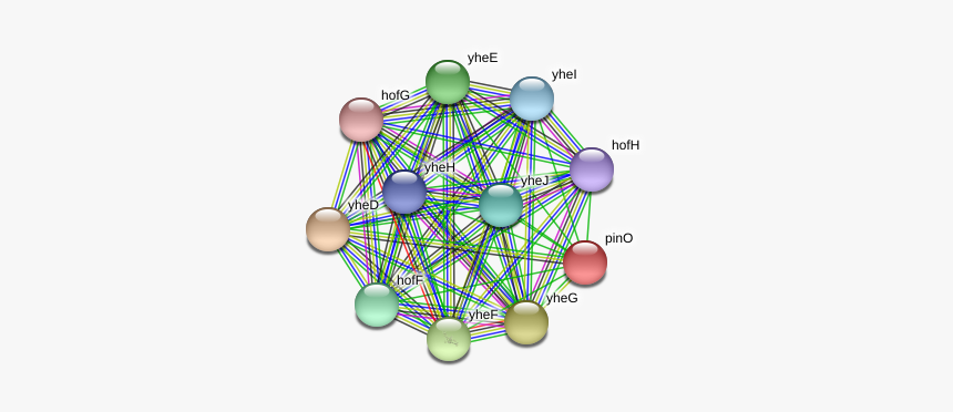 Pino Protein - Circle, HD Png Download