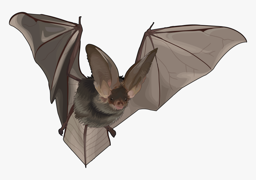 Thumb Image - Murcielagos Reales Png, Transparent Png