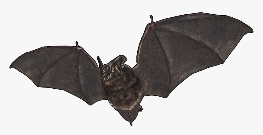 Murcielagos Png, Transparent Png