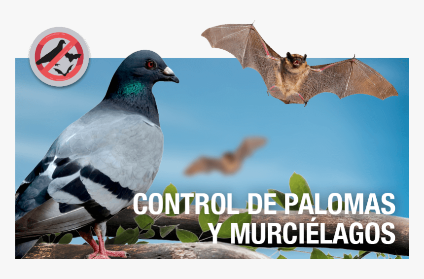 Transparent Palomas Png - Palomas Y Murcielagos, Png Download